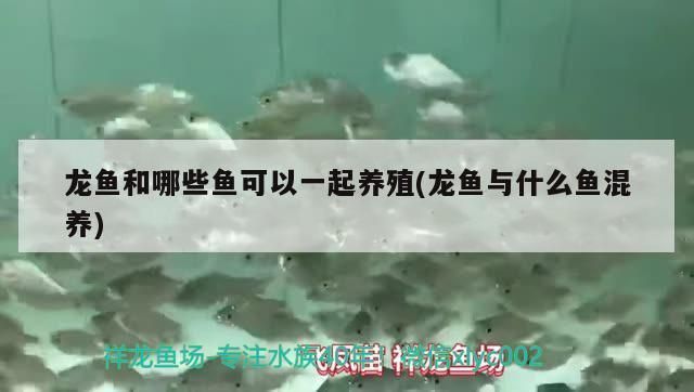 龍魚可以和哪些魚混養(yǎng)一起養(yǎng)殖：適合與龍魚混養(yǎng)的5種魚類