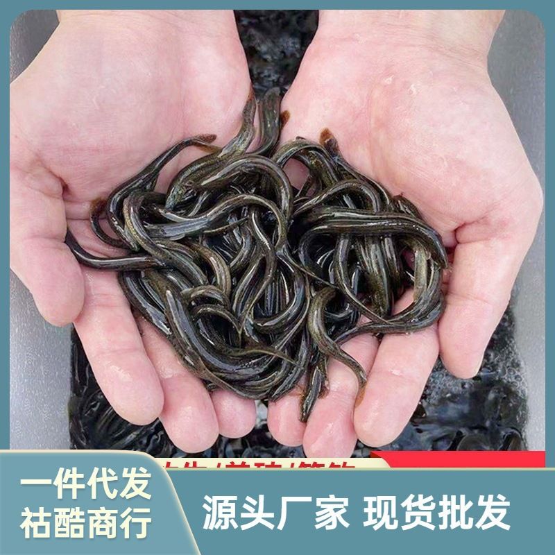 龍魚能吃小魚苗嗎怎么喂：龍魚喂養(yǎng)常見誤區(qū) 龍魚百科 第4張