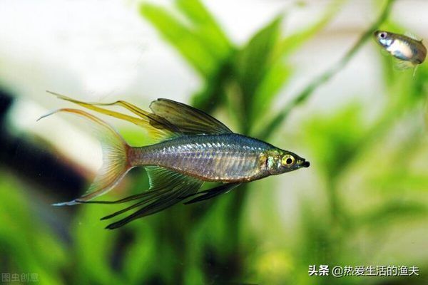 觀賞魚繁殖環(huán)境布置指南：孔雀魚繁殖缸布置要點(diǎn)，斗魚繁殖環(huán)境優(yōu)化方法 龍魚百科 第1張