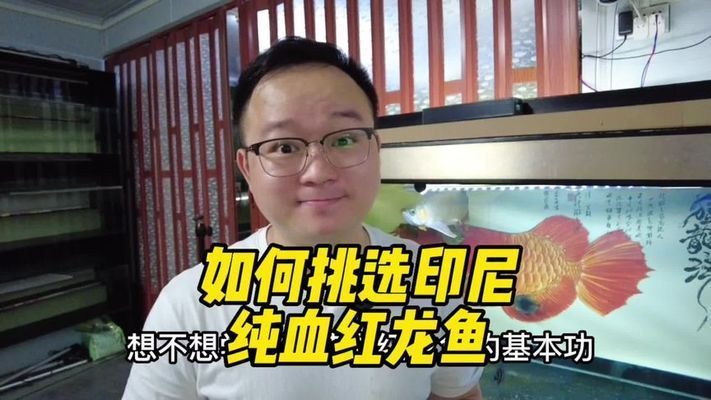 金龍魚最小多大缸比較好：如何根據(jù)金龍魚的大小選擇魚缸？ 水族問答 第1張