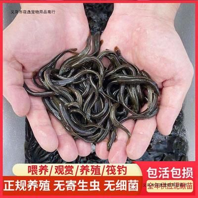 金龍魚(yú)最新產(chǎn)品是什么型號(hào) 水族問(wèn)答 第1張