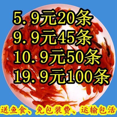 金龍魚(yú)最新產(chǎn)品是什么型號(hào) 水族問(wèn)答 第5張