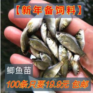 金龍魚(yú)最新產(chǎn)品是什么型號(hào) 水族問(wèn)答 第4張