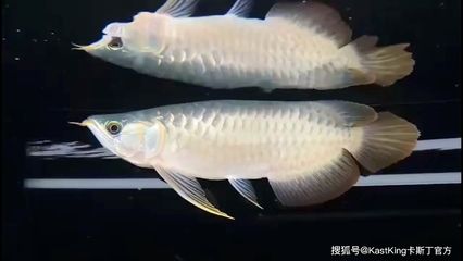 龍魚最大能長(zhǎng)多長(zhǎng)：龍魚的最大體長(zhǎng)因品種和飼養(yǎng)條件的差異 龍魚百科 第1張