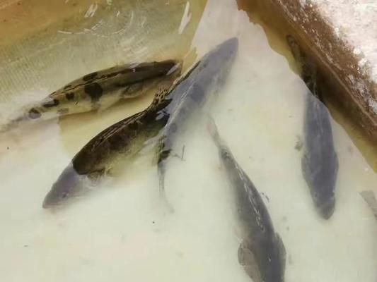 如何儲存魚苗飼料保持新鮮：魚苗飼料儲存方法 龍魚百科 第3張