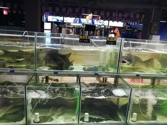 如何儲存魚苗飼料保持新鮮：魚苗飼料儲存方法 龍魚百科 第5張