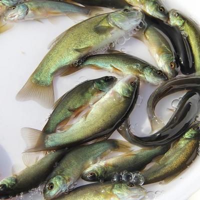 如何儲存魚苗飼料保持新鮮：魚苗飼料儲存方法 龍魚百科 第4張