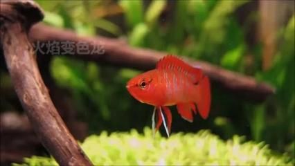 龍魚(yú)吃啥能變色啊視頻大全圖片：龍魚(yú)吃什么能變色