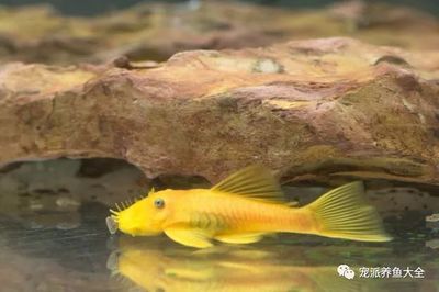 龍魚什么味道最好：龍魚與草魚口感對比如何挑選新鮮龍魚與草魚口感對比