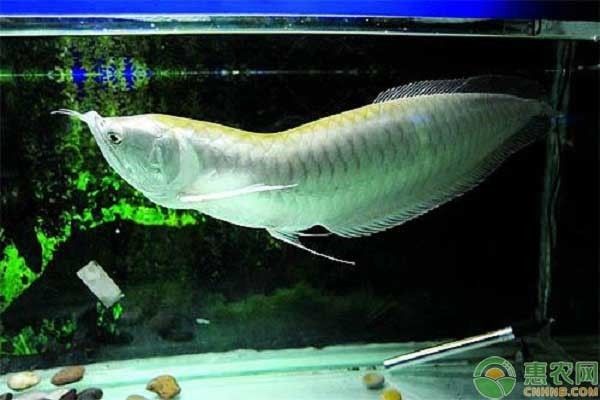 銀龍魚飼料選擇技巧：銀龍魚的飼料選擇技巧 龍魚百科 第3張