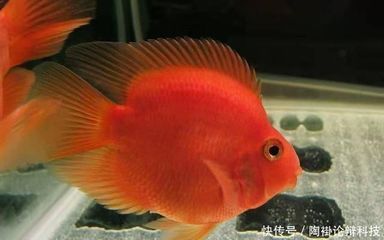 金龍魚最新資訊新聞：如何獲取金龍魚的最新資訊？ 水族問答 第1張