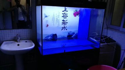 金龍魚最長多長時間換水：金龍魚多久換一次水 水族問答 第2張