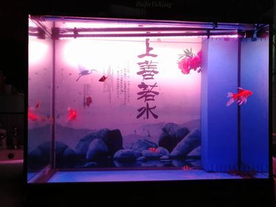 金龍魚最長多長時間換水：金龍魚多久換一次水 水族問答 第5張