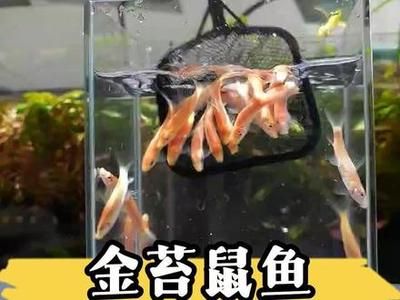 龍魚缸清潔魚：龍魚缸清潔魚種類對比 龍魚百科 第4張