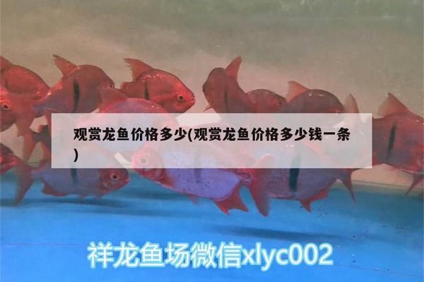 龍魚一只多少錢一條：一條龍魚的價格在500元到3000元人民幣不等 龍魚百科 第3張