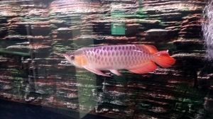 一般龍魚多少錢：龍魚市場價(jià)格最新動態(tài) 龍魚百科 第2張