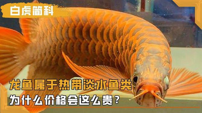 龍魚是冷水魚嗎為什么是熱水魚：龍魚不是冷水魚，而是熱帶魚