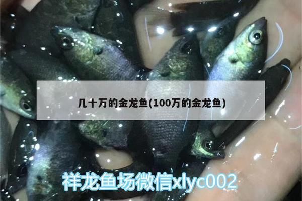 紅魔王銀版魚價(jià)格趨勢：紅魔王銀版魚價(jià)格趨勢分析紅魔王銀版魚價(jià)格趨勢