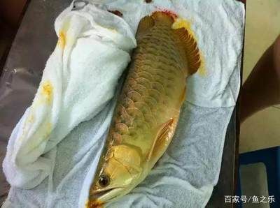 龍魚病死了能吃嗎視頻講解：龍魚病死了能吃嗎 龍魚百科 第2張