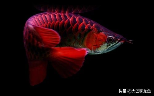 龍魚病死了能吃嗎視頻講解：龍魚病死了能吃嗎 龍魚百科 第5張