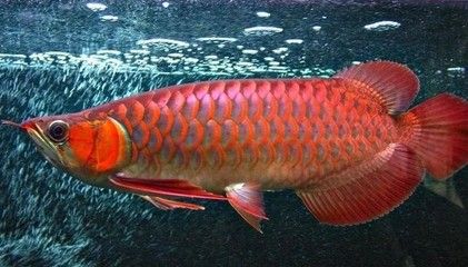 紅龍魚的發(fā)色和喂食與燈光有關(guān)嗎：紅龍魚的發(fā)色與喂食、燈光等因素密切相關(guān)紅龍魚發(fā)色 龍魚百科 第2張