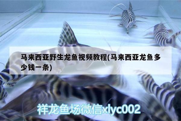 龍魚是野生的還是養(yǎng)殖的好：如何辨別野生與養(yǎng)殖龍魚 龍魚百科 第1張