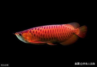 龍魚適合什么水質(zhì)：關(guān)于龍魚適合的水質(zhì)條件 龍魚百科 第4張