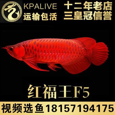 頂級辣椒紅龍魚品牌有哪些：辣椒紅龍魚市場價格對比