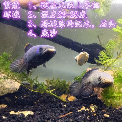 雷龍魚繁殖期間溫度控制：雷龍魚繁殖期水溫控制 龍魚百科 第2張