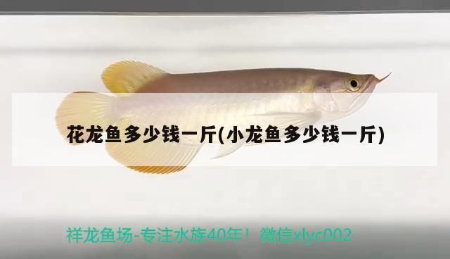 奈及利亞魚市價(jià)格對(duì)比：利亞魚市價(jià)格對(duì)比 龍魚百科 第3張