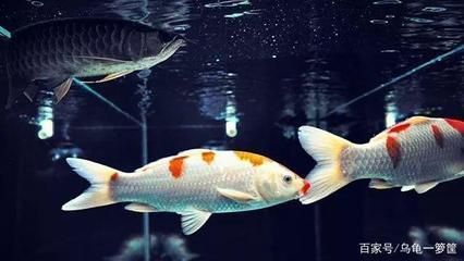 龍魚配鳳魚：龍魚鳳魚混養(yǎng)空間要求，龍魚鳳魚食物選擇指南 龍魚百科 第3張