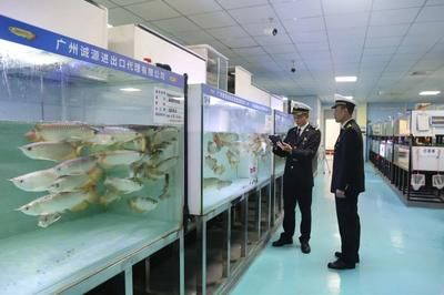 龍魚做檢疫用什么藥：龍魚檢疫常用的藥物包括大白片、食鹽、黃粉和甲基藍(lán)等 龍魚百科 第4張