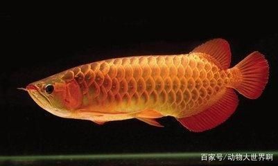 龍魚總咬別的魚怎么解決方法：如何解決龍魚咬其他魚的問題 龍魚百科 第5張