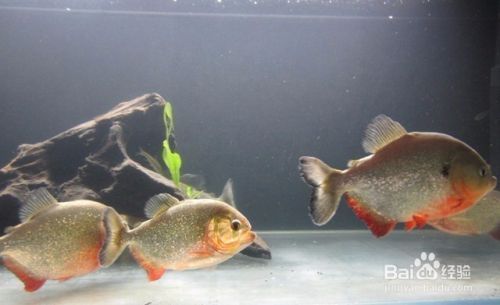 如何判斷銀板魚繁殖期狀態(tài)：銀板魚的繁殖期狀態(tài)可以通過(guò)觀察其體表的顏色來(lái)判斷 龍魚百科 第5張