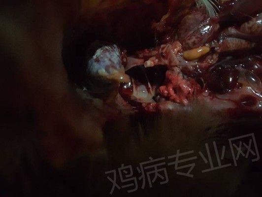 龍魚可以吃：龍魚可以吃嗎，龍魚喂食的注意事項