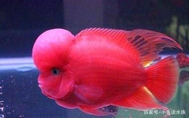 龍魚掉色怎么辦：龍魚掉色可能由多種因素引起 龍魚百科 第1張