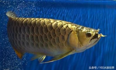 龍魚能吃死魚嗎：龍魚可以吃死魚嗎 龍魚百科 第2張