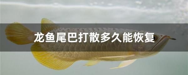 龍魚咬自己尾巴怎么辦：龍魚咬自己尾巴的常見解決辦法具體情況和獸醫(yī)的建議 龍魚百科 第2張