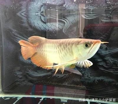 龍魚會不會吃小魚：龍魚會吃小魚嗎 龍魚百科 第4張