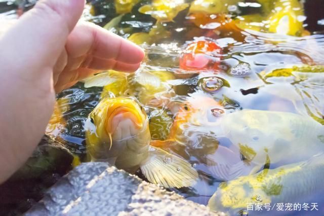 孔雀龍魚能長多大：如何正確飼養(yǎng)孔雀龍魚 水族問答 第1張