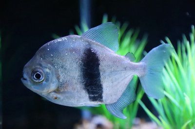 恐龍魚吃什么飼料比較好：恐龍魚吃什么飼料合適 水族問答 第2張