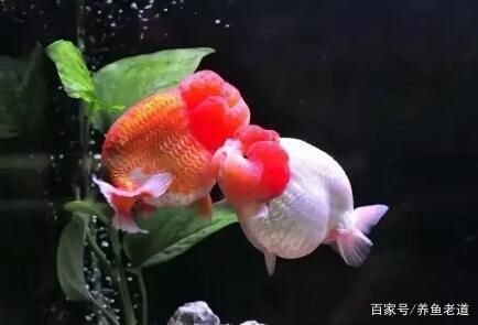 恐龍魚怎么養(yǎng)及喂養(yǎng)技巧圖解：恐龍魚的喂養(yǎng)方法和喂食技巧 水族問答 第2張