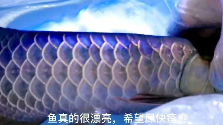 龍魚爛鱗要拔掉鱗片嗎：龍魚爛鱗不需要拔掉鱗片，龍魚爛鱗用什么藥效果好 龍魚百科 第2張