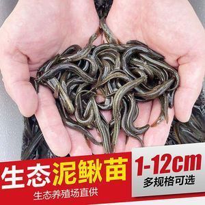 龍魚(yú)活餌如何消毒：龍魚(yú)活餌怎么消毒 龍魚(yú)百科 第2張