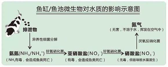 濾材選擇對水質(zhì)影響分析：如何選擇適合龍魚的濾材？ 龍魚百科 第1張