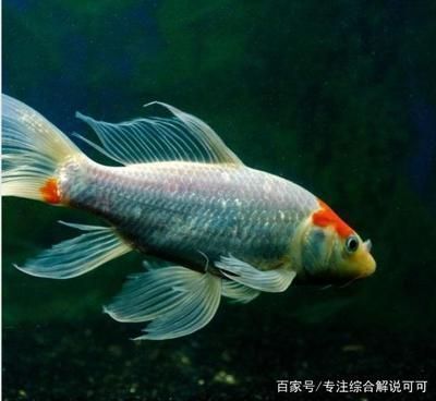 藍(lán)背金龍魚(yú)多大才發(fā)色正常：關(guān)于金龍魚(yú)發(fā)色的問(wèn)題 水族問(wèn)答