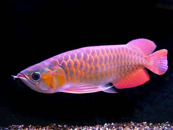 60厘米紅龍魚價(jià)格多少一條魚：60厘米紅龍魚價(jià)格 龍魚百科 第1張