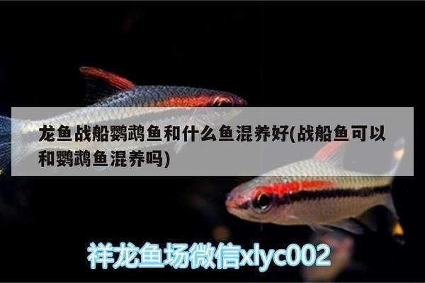 龍魚戰(zhàn)船鸚鵡魚和什么魚混養(yǎng)好：龍魚戰(zhàn)船鸚鵡魚的混養(yǎng) 龍魚百科 第2張