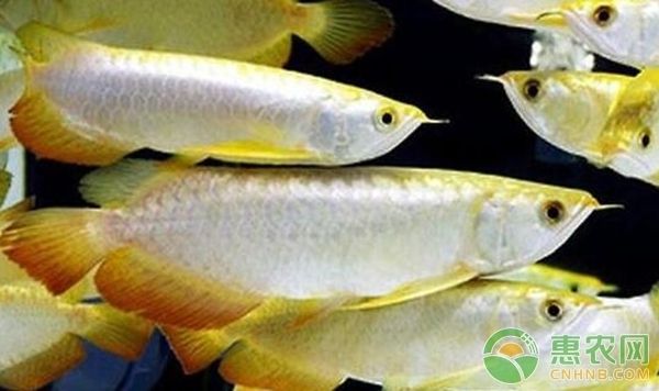 龍魚好玩嗎：紅龍魚市場價格查詢 龍魚百科 第3張