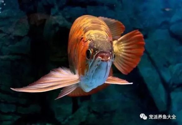 龍魚 美容：龍魚美容前后對比圖 龍魚百科 第3張